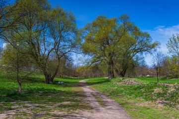 Fototapeta premium Scenic park pathway surrounded by green trees and blue sky on a sunny day 