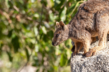 Mareeba Rock Wallaby
