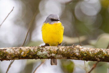 Eastern Yellow Robin