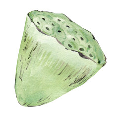 Indian lotus (water lily). Watercolor illustration, hand drawn seed pod. Element for invitation design, label in Asian style.