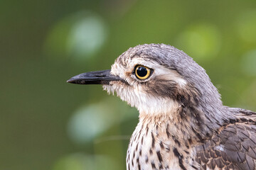 Bush Stone-Curlew