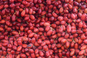 date palm food red and yellow, Fresh Red Dates Fruit, red dates fruit in a garden	farming, Fresh date palms that have an important place in advanced desert agriculture. Concept of harvesting,  Date