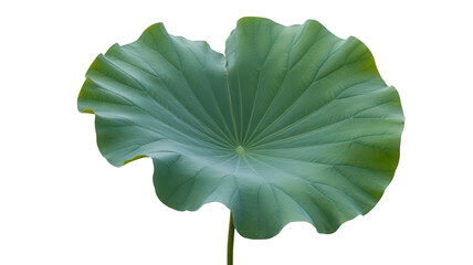 Fototapeta premium A single large green lotus leaf with ruffled edges isolated on transparent background