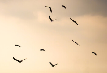 Fototapeta premium A flock of birds flying in the sky