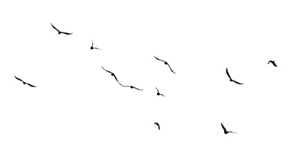 A flock of birds flying in the sky