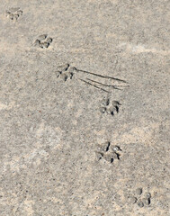 A set of paw prints on a sidewalk