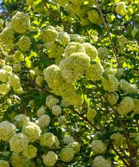 A tree with many white flowers is in full bloom