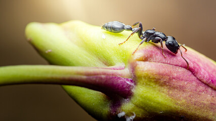 Black ant crawling on a flower bud in sunlight