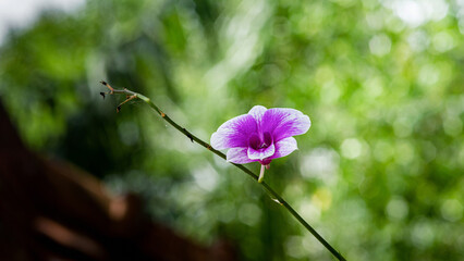 Purple and white orchid blooming on a thin branch