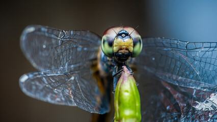 Dragonfly perching on a plant stem showing its compound eyes and transparent wings