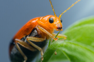 Aulacophora indica, cucurbit beetle eating a green leaf