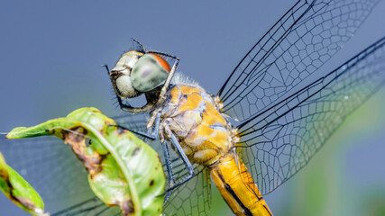 Dragonfly resting on a leaf with transparent wings