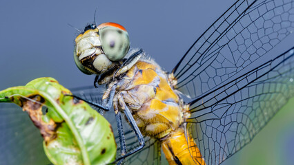 Dragonfly perching on green leaf showing intricate wing detail