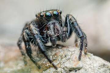 Jumping spider sitting on a rock, showing its large eyes and hairy legs