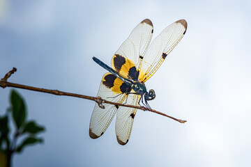Colorful dragonfly resting on a thin branch with clear sky background