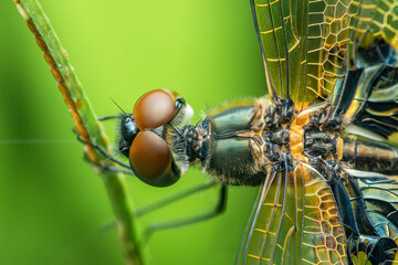 Dragonfly resting on a blade of grass showing its compound eyes and wings
