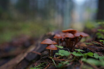 Close-up of small brown mushrooms growing on a log in a misty forest
