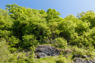 A lush green forest with a rocky hillside