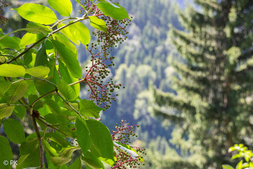 grapes on the vine
