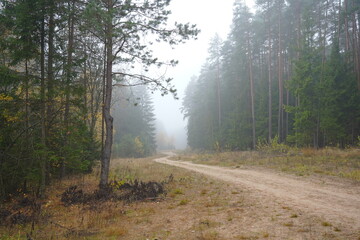 Mist-covered forest path winding through trees in a tranquil, foggy atmosphere
