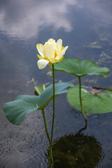 Tranquil Yellow Lotus in Still Water