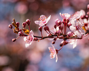 pink cherry blossom