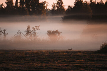 Fox running through misty landscape at dawn, capturing the essence of nature's tranquility
