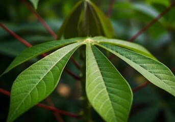Obraz premium Macro Close-up of Green Cassava Leaves and Red Stems, Fresh Foliage, Nature, Botanical Detail.