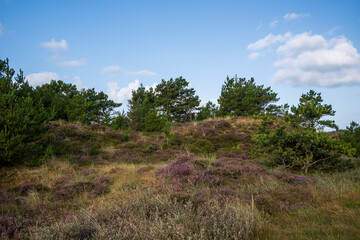blooming heather