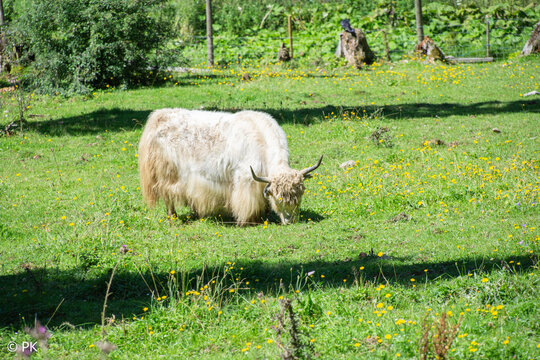 Wild Yak in the field