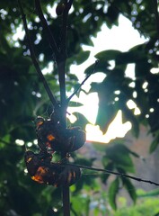 Cicada shells cling to a sunlit branch, glowing in the afternoon light. Nature’s quiet cycle of...