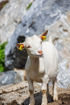 white goat in the mountains