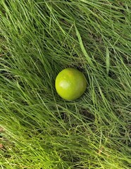 Green Citrus Fruit in Grass Field"