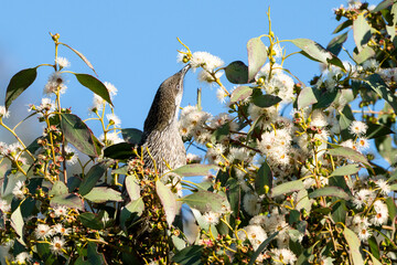 Little Wattlebird
