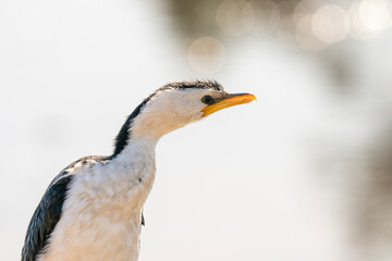 Little Pied Cormorant