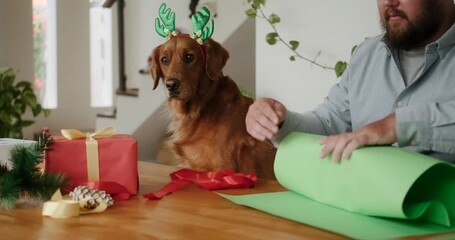 Medium shot of a golden retriever dog in a Christmas costume with deer antlers and a man in a Santa Claus hat, who are packing gifts for Christmas and New Year at a table. Cozy Christmas atmosphere.