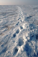 Footprints in fresh snow, leading into a vast, pale landscape