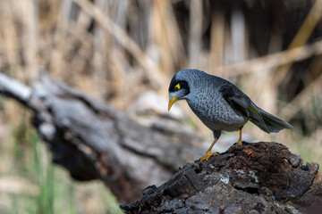 Noisy Miner
