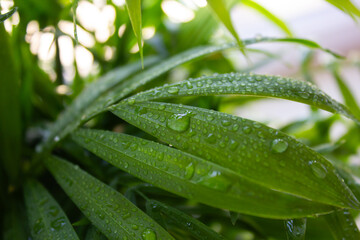 juicy green foliage with water droplets, macro