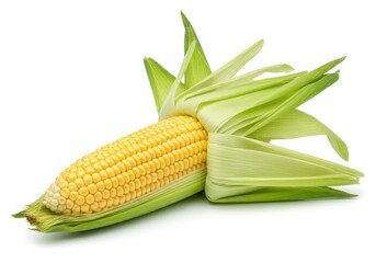 Photo of fresh yellow corn cob with green husks, isolated on white background