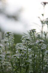 close up of rwhite flowers
