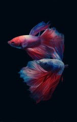 Fototapeta premium Minimalist Betta Fish Cinematic Poster with Negative Space and Artistic Lighting – No Text