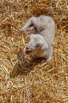 One Small Newborn Lamb Laying Down in Straw at Sheep Farm
