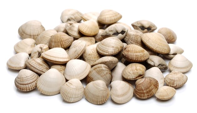 Pile of fresh raw clams isolated on white background Seafood ingredients.