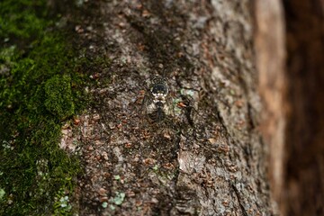나무에 붙어 있는 매미