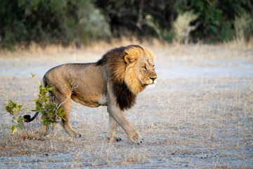 Lion (Panthera leo), male, Waziba, son of legendary Sekekama, Savage kingdom, Savuti, Chobe...