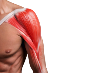 Inflamed Deltoid (Turns slightly red). isolated on transparent or white background