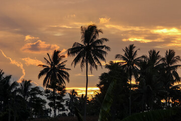 Obraz premium Silhouettes of tropical coconut palm trees against a dramatic golden sunset sky, perfect for nature, summer, and travel themes.