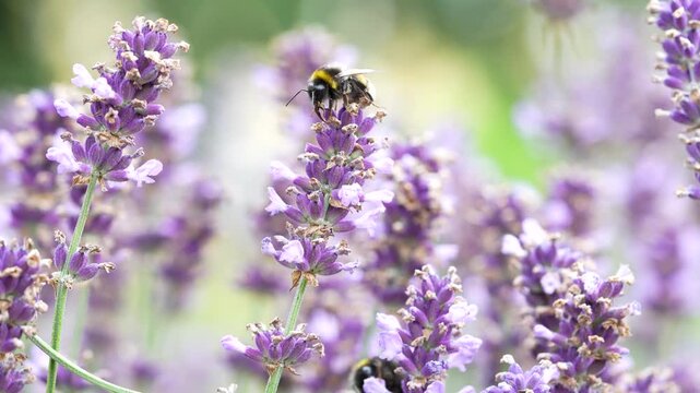 Swarm of bumblebees pollinating blooming lavender bush with small flowers in the garden. Role of pollinators. Bombus terrestris sucks nectar from purple Lavandula flower in the meadow