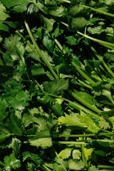 Close-up of a bunch of cilantro